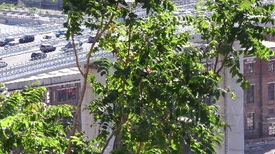 Scene from Genova, code e traffico sul nuovo ponte a causa dei curiosi