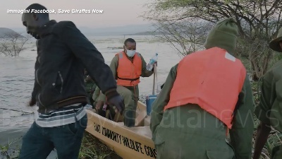 Scene from Kenya, la giraffa Asiwa salvata con una zattera