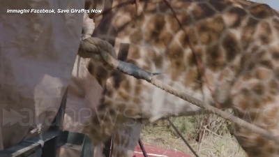 Scene from Kenya, la giraffa Asiwa salvata con una zattera