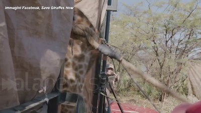 Scene from Kenya, la giraffa Asiwa salvata con una zattera