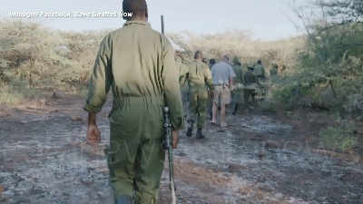 Scene from Kenya, la giraffa Asiwa salvata con una zattera