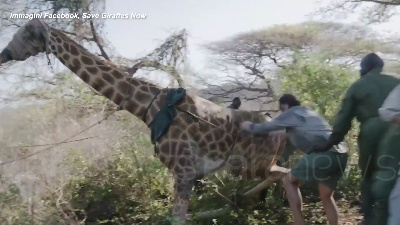 Scene from Kenya, la giraffa Asiwa salvata con una zattera