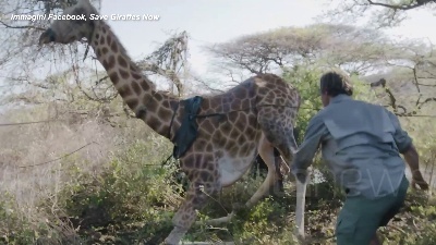Scene from Kenya, la giraffa Asiwa salvata con una zattera