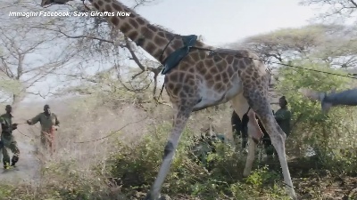 Scene from Kenya, la giraffa Asiwa salvata con una zattera