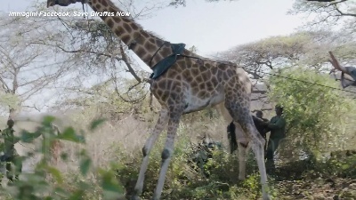 Scene from Kenya, la giraffa Asiwa salvata con una zattera