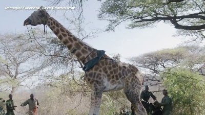 Scene from Kenya, la giraffa Asiwa salvata con una zattera