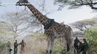 Scene from Kenya, la giraffa Asiwa salvata con una zattera