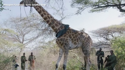 Scene from Kenya, la giraffa Asiwa salvata con una zattera