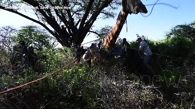 Scene from Kenya, la giraffa Asiwa salvata con una zattera