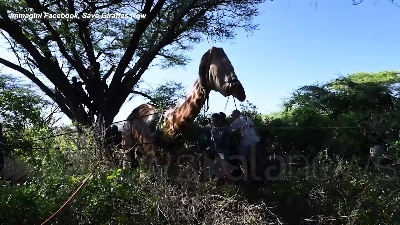 Scene from Kenya, la giraffa Asiwa salvata con una zattera
