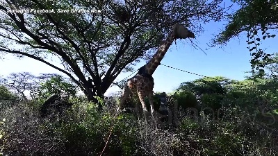 Scene from Kenya, la giraffa Asiwa salvata con una zattera