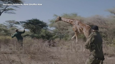 Scene from Kenya, la giraffa Asiwa salvata con una zattera