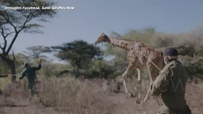 Scene from Kenya, la giraffa Asiwa salvata con una zattera