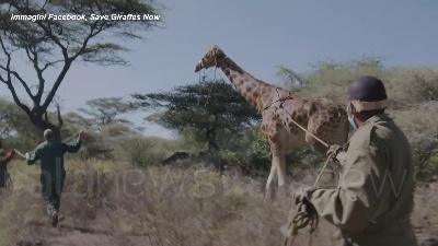 Scene from Kenya, la giraffa Asiwa salvata con una zattera