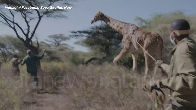 Scene from Kenya, la giraffa Asiwa salvata con una zattera
