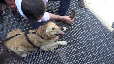 Scene from Salvini a Milano, tra i selfie spunta anche un cane