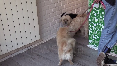 Scene from Dog's Bistrot, il negozio che consegna cibo a domicilio per i cani