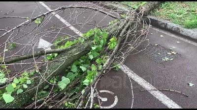 Scene from Nubifragio a Milano: alberi sradicati e linee dei tram deviate