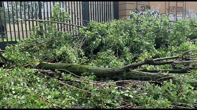 Scene from Nubifragio a Milano: alberi sradicati e linee dei tram deviate