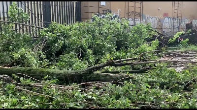 Scene from Nubifragio a Milano: alberi sradicati e linee dei tram deviate