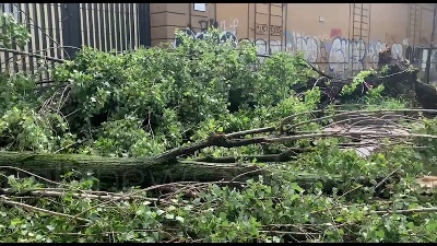 Scene from Nubifragio a Milano: alberi sradicati e linee dei tram deviate