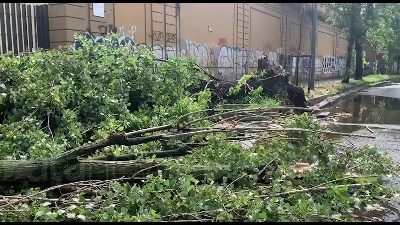 Scene from Nubifragio a Milano: alberi sradicati e linee dei tram deviate