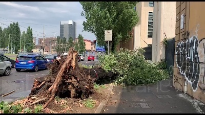 Scene from Nubifragio a Milano: alberi sradicati e linee dei tram deviate