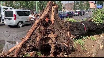 Scene from Nubifragio a Milano: alberi sradicati e linee dei tram deviate