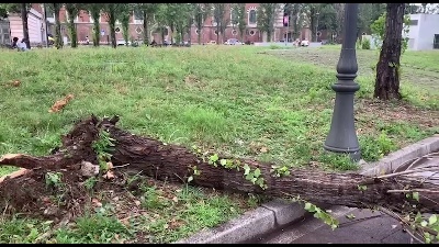 Scene from Nubifragio a Milano: alberi sradicati e linee dei tram deviate