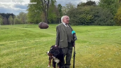 Scene from In Irlanda un cucciolo di bovaro bernese ruba la scena al presidente Higgins: coccole in Tv