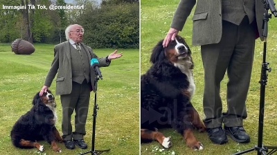 Scene from In Irlanda un cucciolo di bovaro bernese ruba la scena al presidente Higgins: coccole in Tv