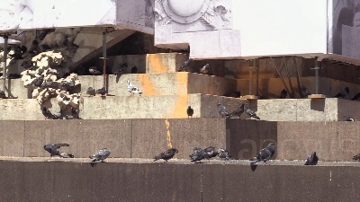 Scene from Milano, writer vandalizzano la Galleria Vittorio Emanuele II