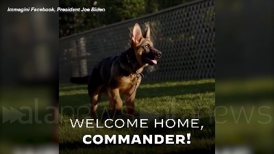 Scene from "Benvenuto Commander": il nuovo cane di Biden arriva alla Casa Bianca