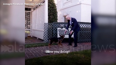 Scene from "Benvenuto Commander": il nuovo cane di Biden arriva alla Casa Bianca