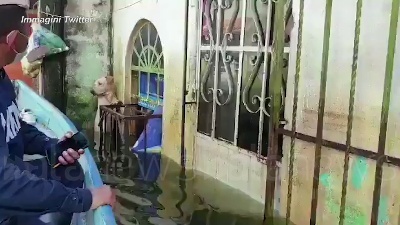 Scene from Messico, il cane salvato dall'alluvione: il video diventa virale sui social