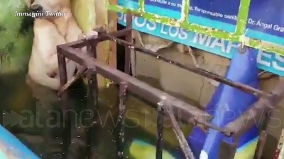 Scene from Messico, il cane salvato dall'alluvione: il video diventa virale sui social