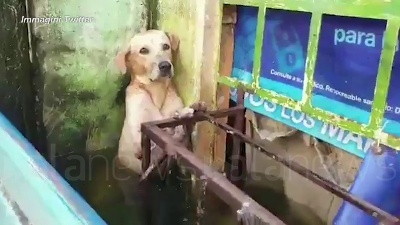 Scene from Messico, il cane salvato dall'alluvione: il video diventa virale sui social
