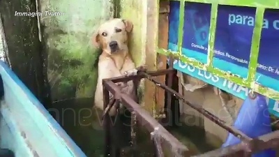 Scene from Messico, il cane salvato dall'alluvione: il video diventa virale sui social
