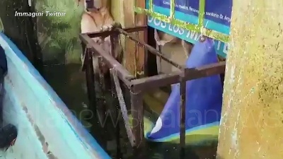 Scene from Messico, il cane salvato dall'alluvione: il video diventa virale sui social