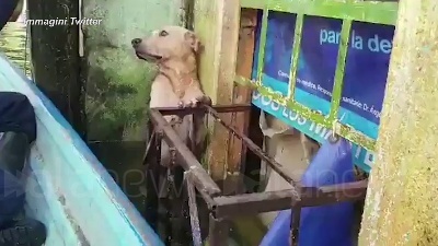 Scene from Messico, il cane salvato dall'alluvione: il video diventa virale sui social