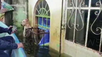 Scene from Messico, il cane salvato dall'alluvione: il video diventa virale sui social