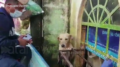 Scene from Messico, il cane salvato dall'alluvione: il video diventa virale sui social